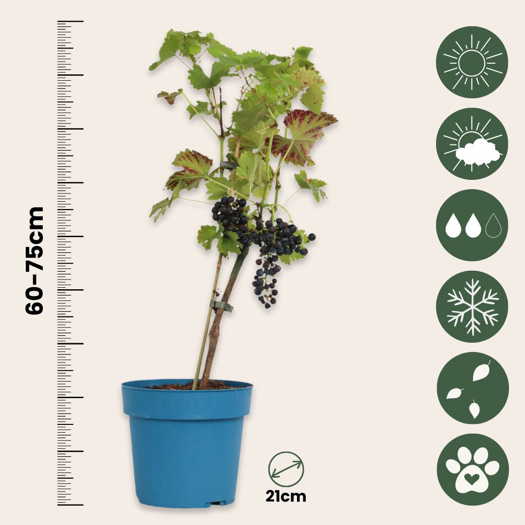 Planta De Uva - Vitis Vinifera ‘nero’ - Altura 60-75cm - ⌀21cm_2