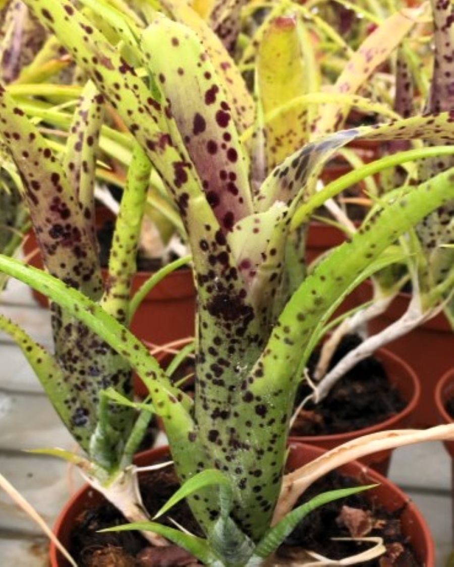 Neoregelia pauciflora; bromelia manchada, apta para terrarios; Curiosarium; altura 15 cm, diámetro 10 cm, sin sustrato_0