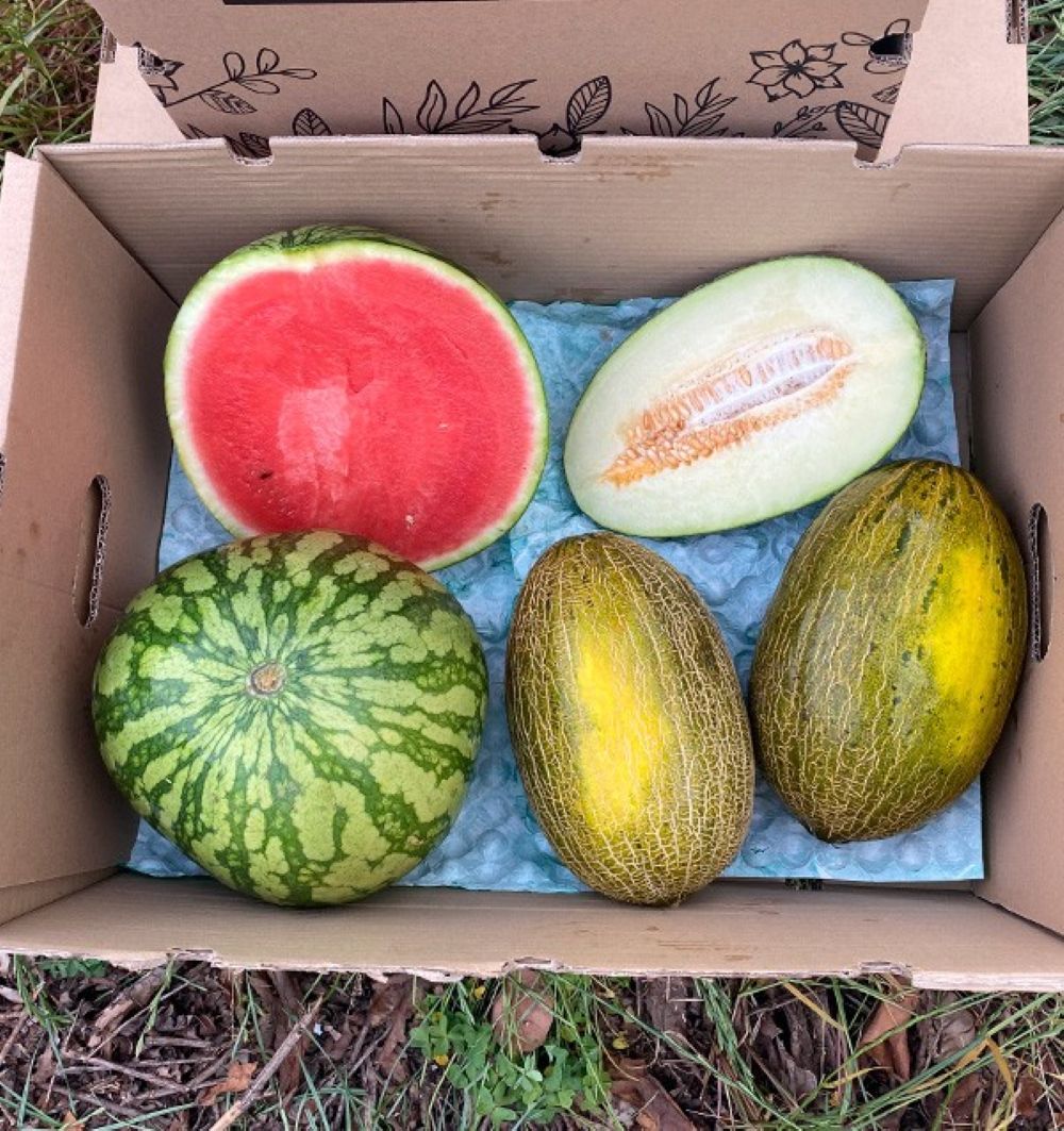 Caja De Sandía Y Melones Tropitop_1