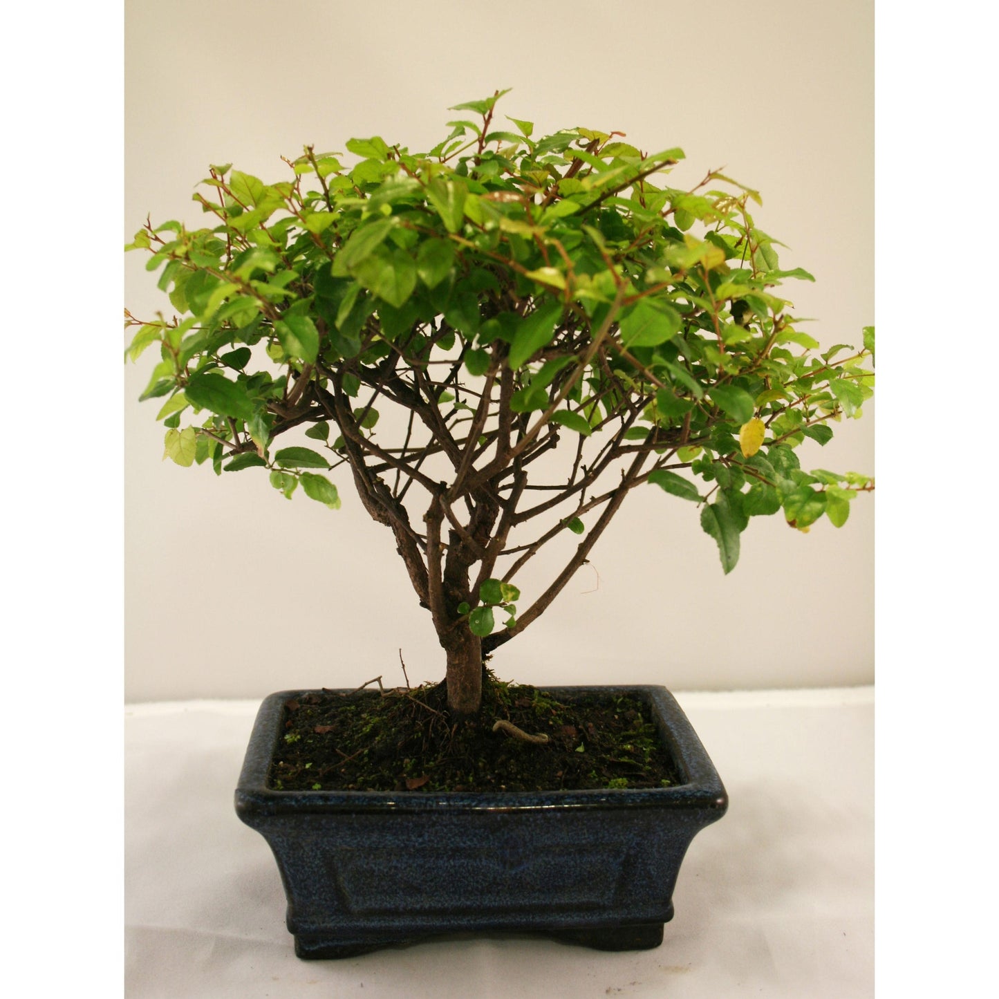 Bonsai Sageretia theezans 5 anos - Ameixa Chinesa
