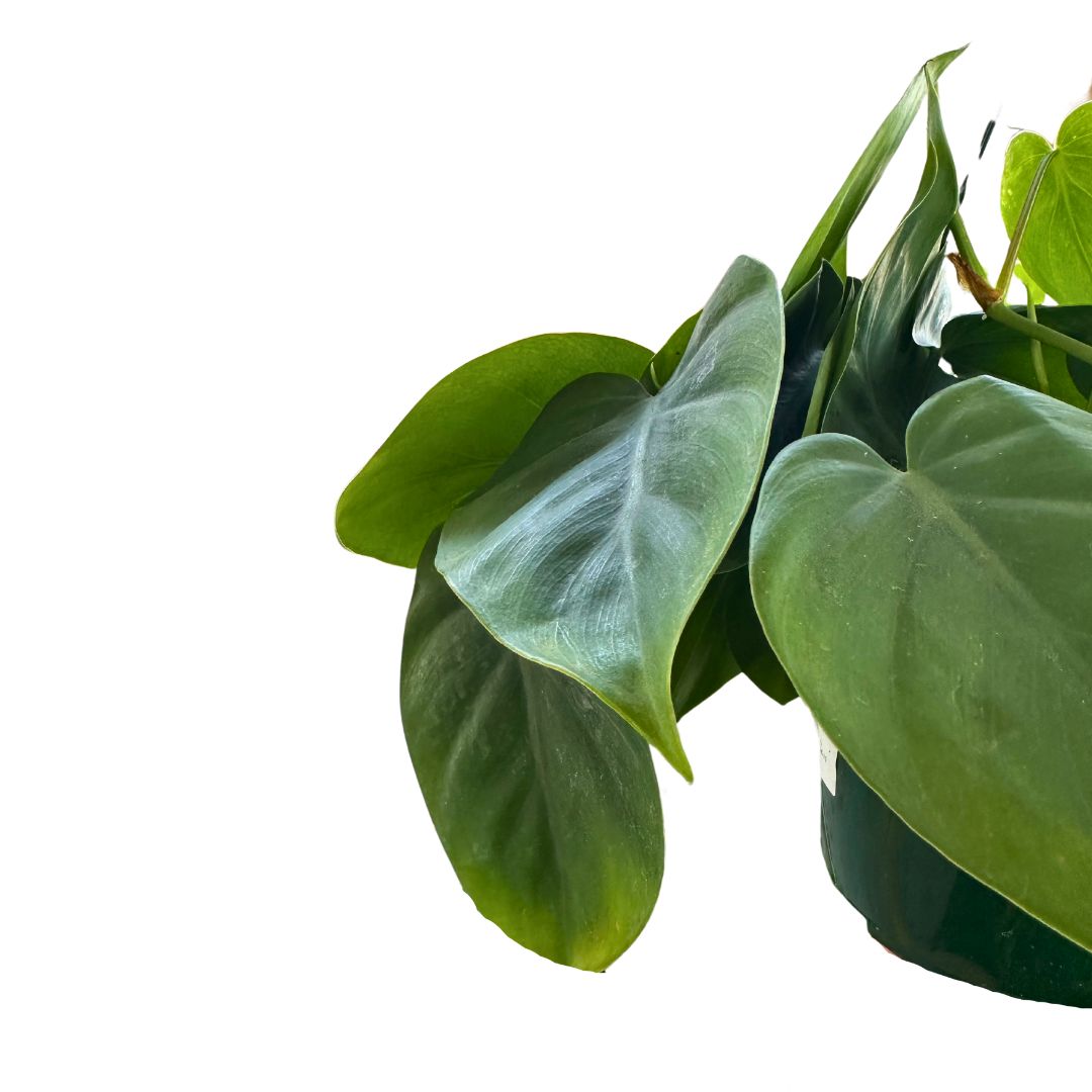 Philodendron Scandens Variedad De Philodendron Colgante (philodendron Scandens)_0