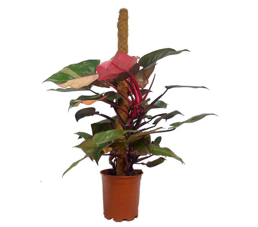 Philodendron Pink Princess Tutor M20 100cm_0