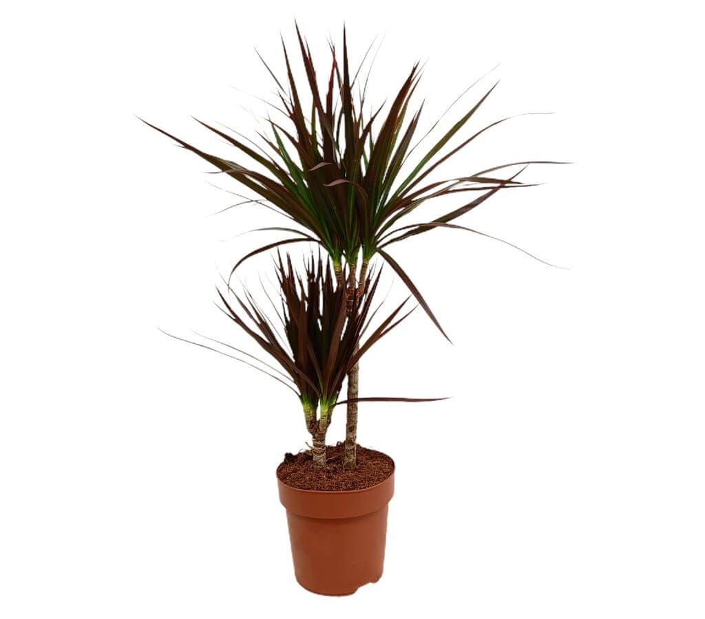 Dracena Magenta 2 Troncos 30-10 M17 70cm_0