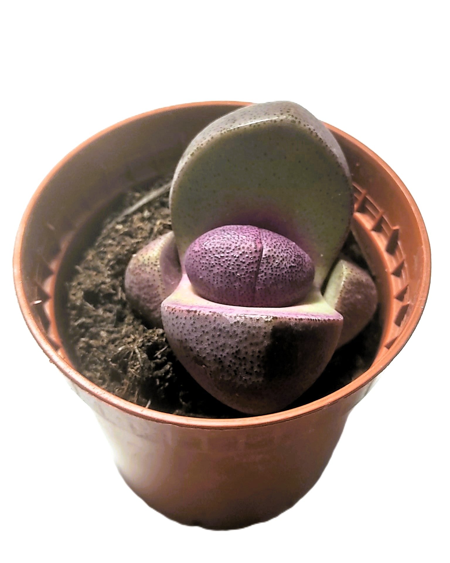 Pleiospilos Nelii Rubra; Planta Piedra, Piedra Viva, Púrpura; Curiosarium; Diámetro Maceta 8,5 Cm_1