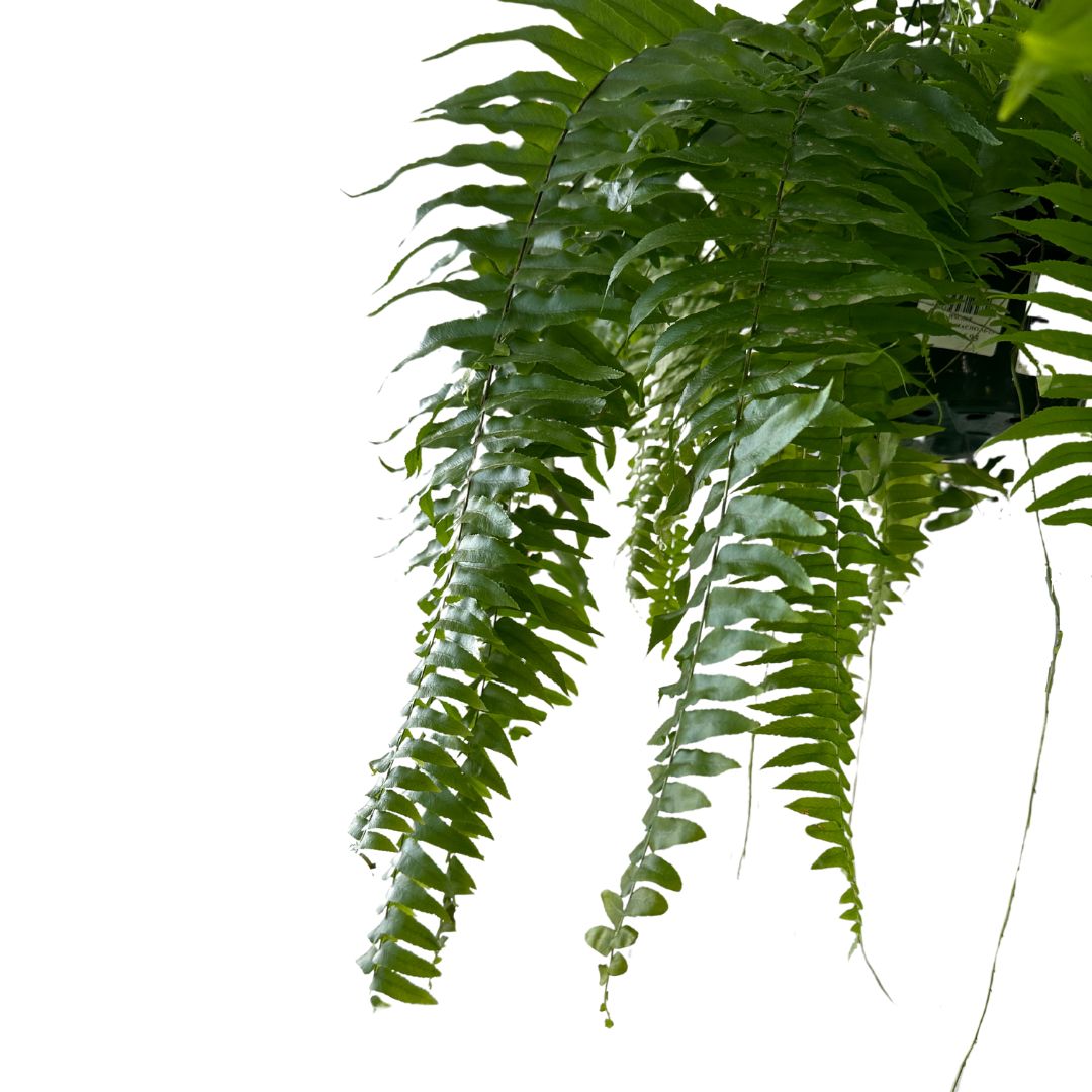 Helecho Macho Planta De Sombra O Interior Maceta De 23cm_1