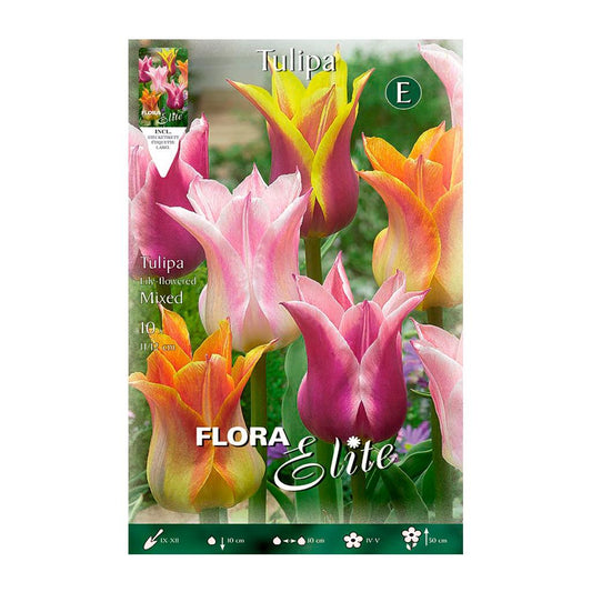 Bolbos de tulipa flor-de-lis mix 7 unidades