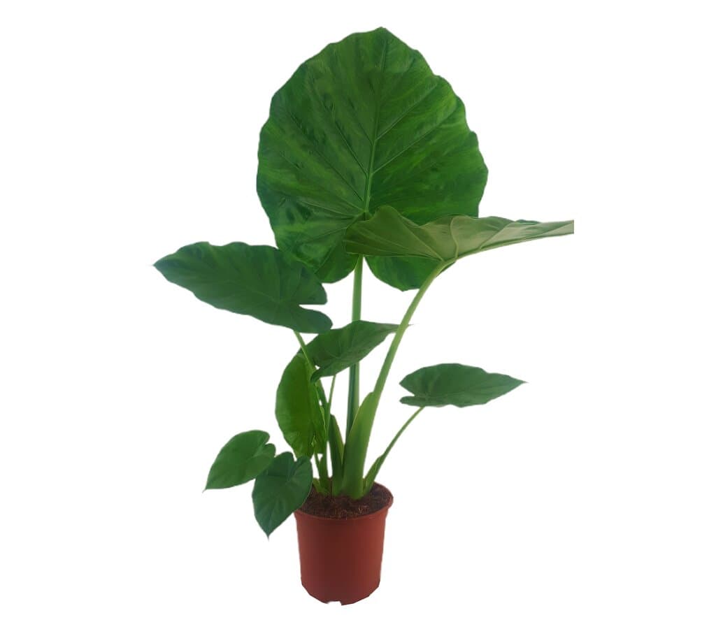 Alocasia Macrorrhiza Ramificada M22_0