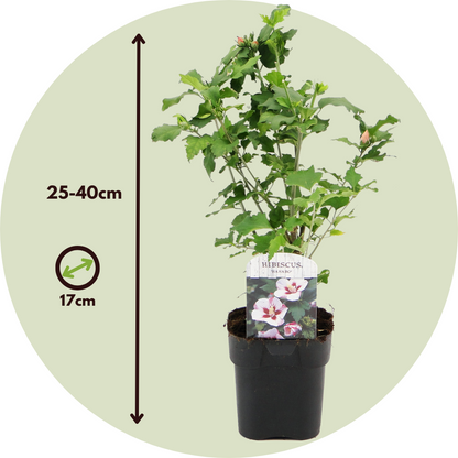 Colección Rosa De Siria - 3 Pzs - Hibiscus Syriacus - Altura 25-40cm - ⌀17cm_2