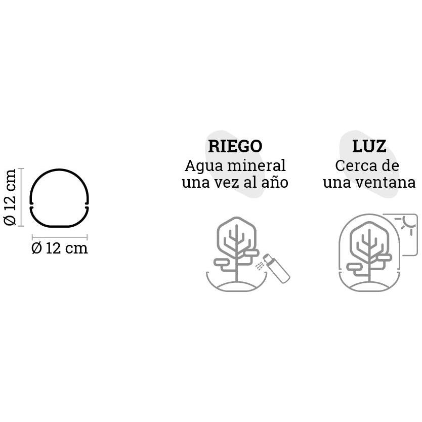 Terrário Fittonia Musgo Bornéu Ø12 x 12 cm