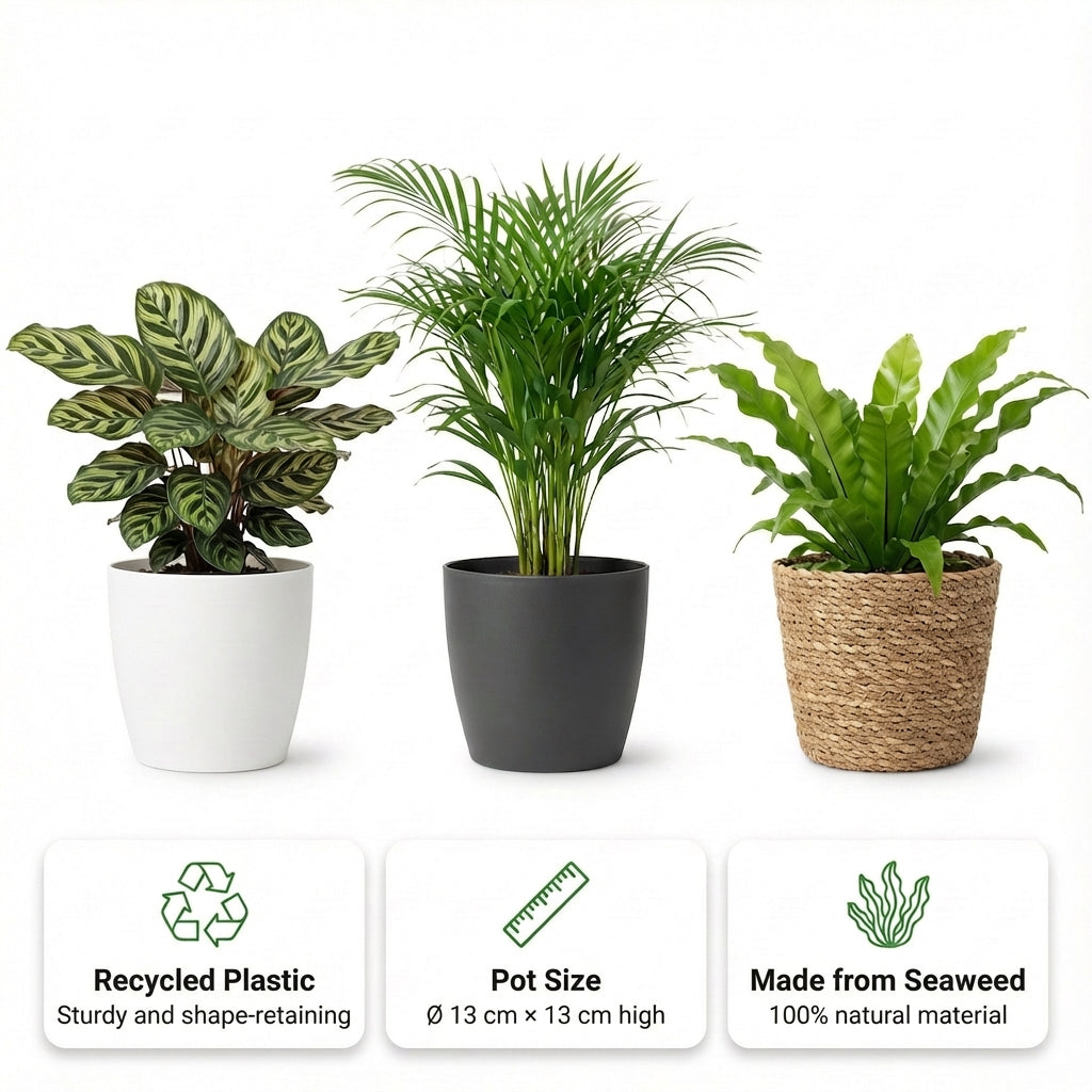 Plantas Purificadoras 6 Unidades - Maceta Blanca De Plástico - Ø12 Cm_2