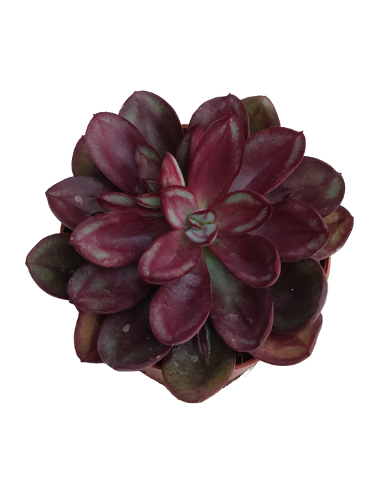 Echeveria Nodulosa Cv. 'maruba Benitsukasa' Planta Suculenta Ø8_0