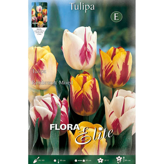 Bolbos de Tulipa Rembrand Elite Mix 10 unidades