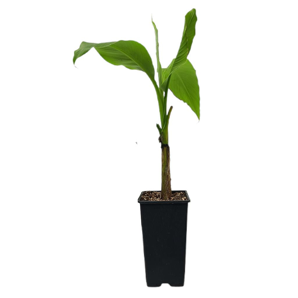 Musa Basjoo M15_0