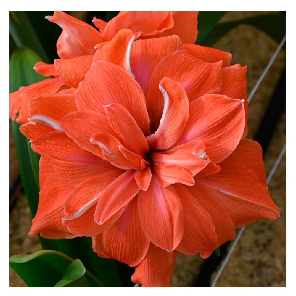 1 Bulbo De Hippeastrum 'coral Belle' Amaryllis_0