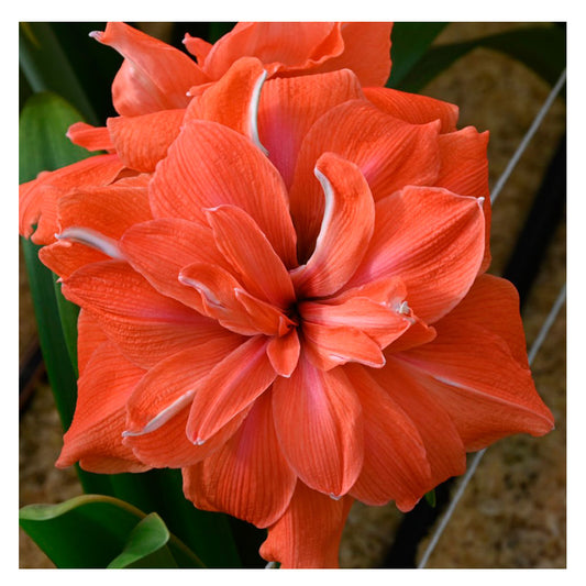 1 Bulbo De Hippeastrum 'coral Belle' Amaryllis_0