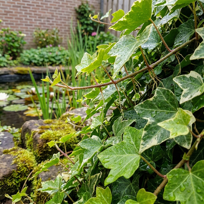 Hedera Hiedra Mixta 6 Plantas P12 - Cubresuelos Borde Estanque Sombra Resistente_2