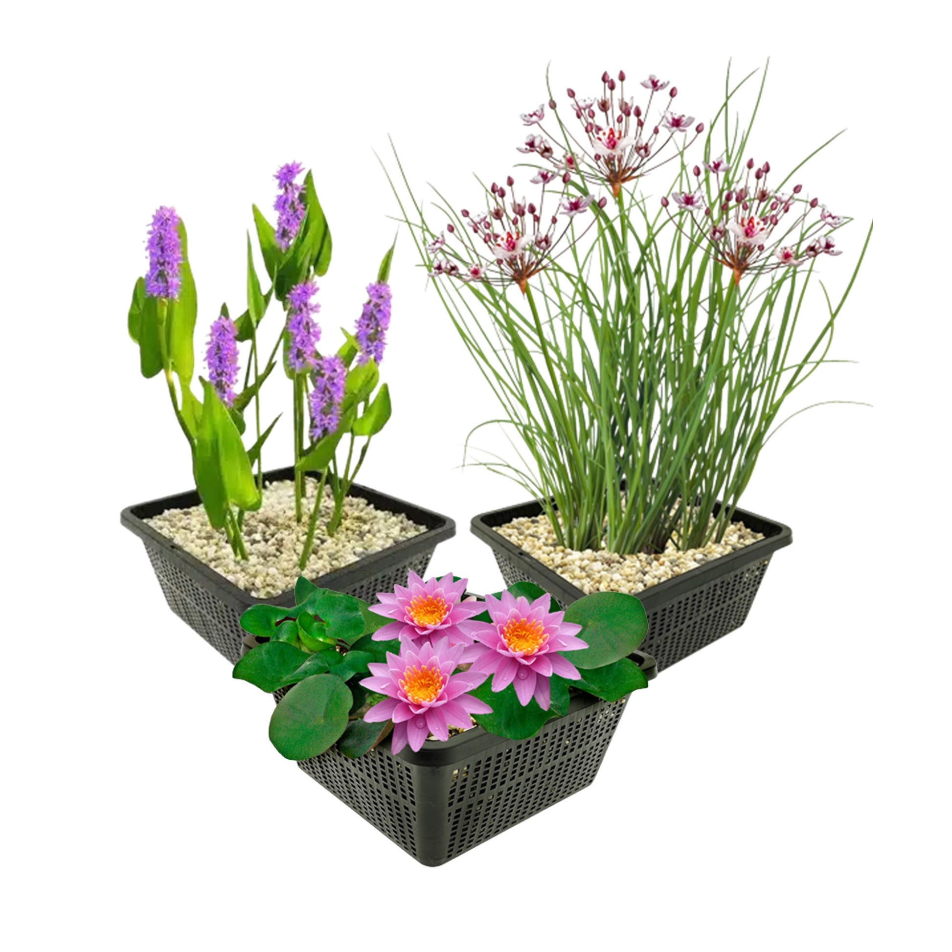 Set Estanque Completo Rosa - 9 Plantas (incl. Lirio) 3 Cestas Accesorios_0