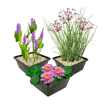 Set Estanque Completo Rosa - 9 Plantas (incl. Lirio) 3 Cestas Accesorios_0