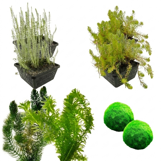 Pack Plantas Oxigenantes 3.500-6.000l - Agua Clara_0