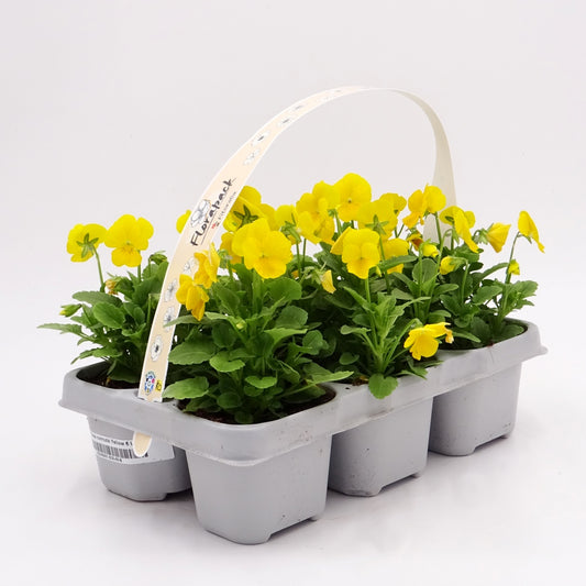 Pack Plantones Violeta Amarilla 6 Ud.  Natural - Fitoralia_0