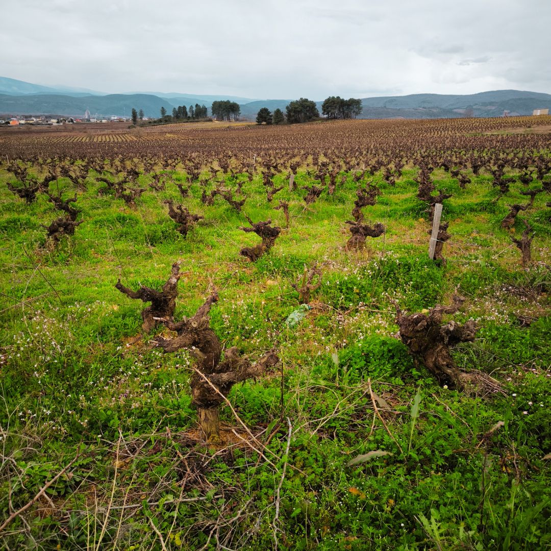 La Fontiña De Nai - Vino Tinto Mencía -  Vinos Lof_1