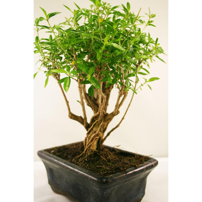 Serissa phoetida bonsai, 5 anos, MIL ESTRELAS