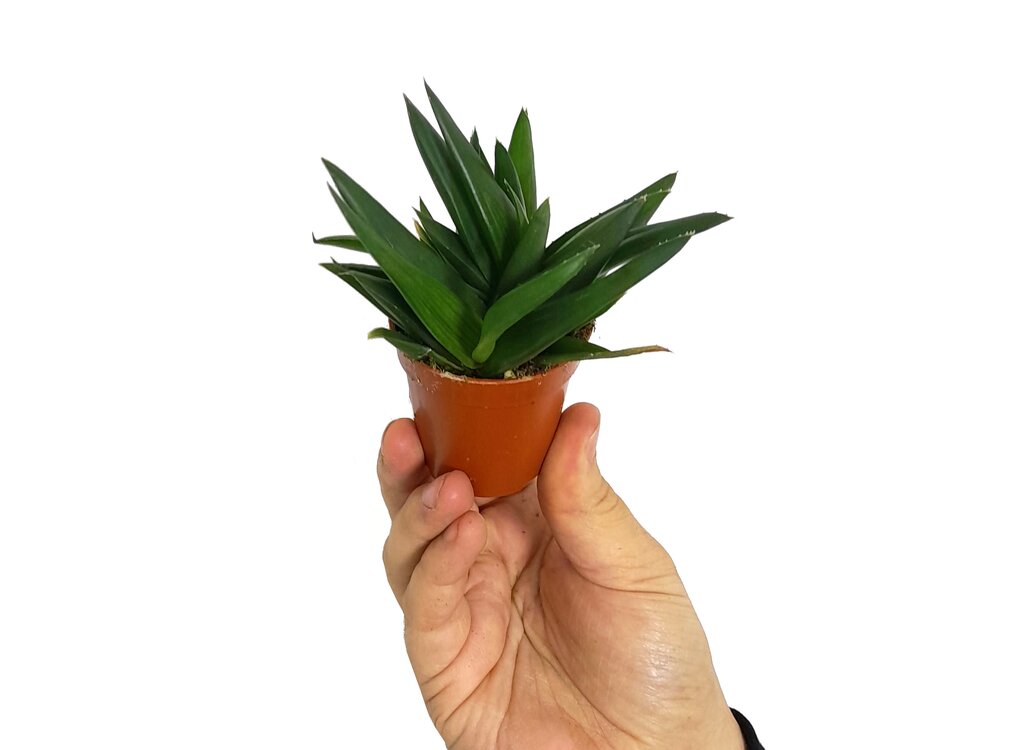 Aloe Cosmo M13 20cm_0