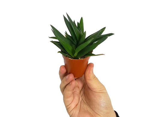 Aloe Cosmo M13 20cm_0