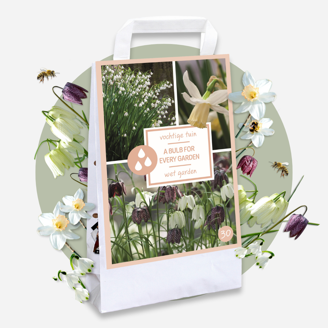 Caja Jardín Húmedo - 30 Bulbos Para Zonas Húmedas Y Lluviosas_4