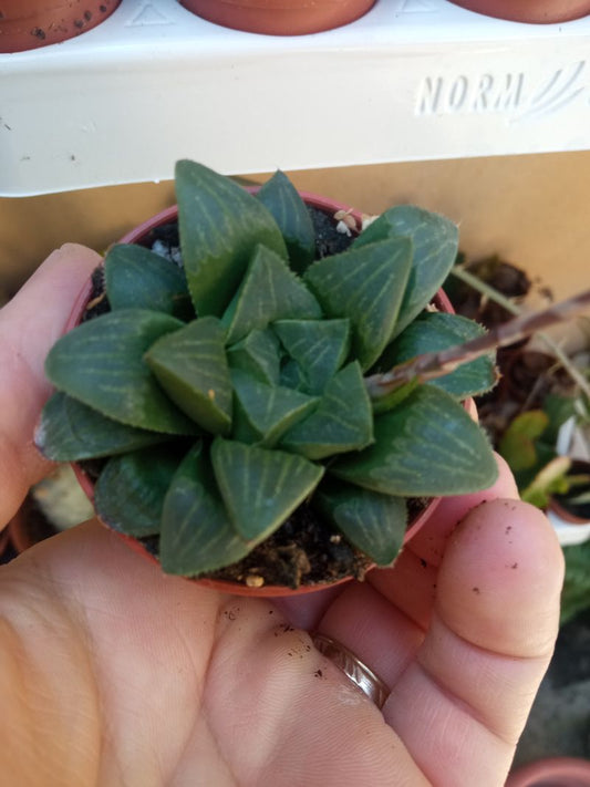 Haworthias Retusa Planta Suculenta_0