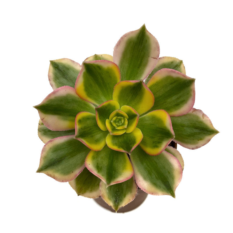 Aeonium Florescens Cactus Y Suculentas M8,5 cm Ø_1