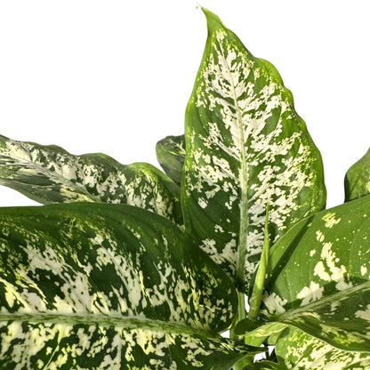 Dieffenbachia Compacta: La Planta De Interior Que Transformará Tu Hogar Maceta 12 Cm_1