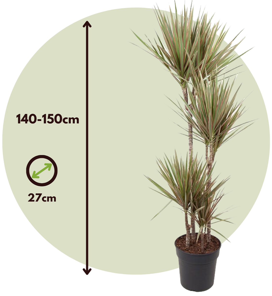 Drácena - Dracaena Marginata 'bicolor' - Altura 140-150cm - ⌀27cm_2