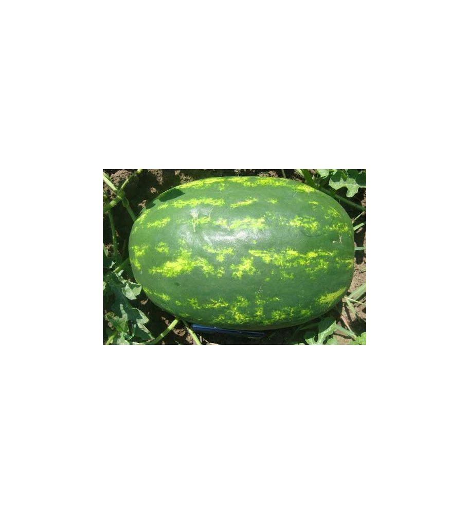 Plantón Sandia Rayada Alargada (dumara F1) (10 Unidades)_0
