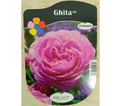 Rosal Bajo Perfumado 2lt (7 Variedades)_4