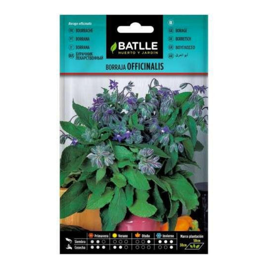 Sementes de Borragem Officinalis