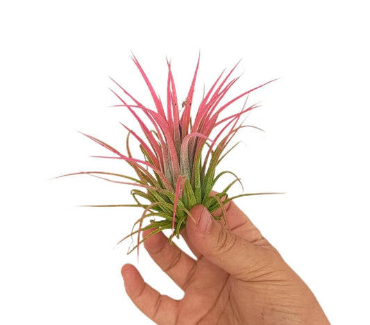 Tillandsia Ionantha V.rubra L_0