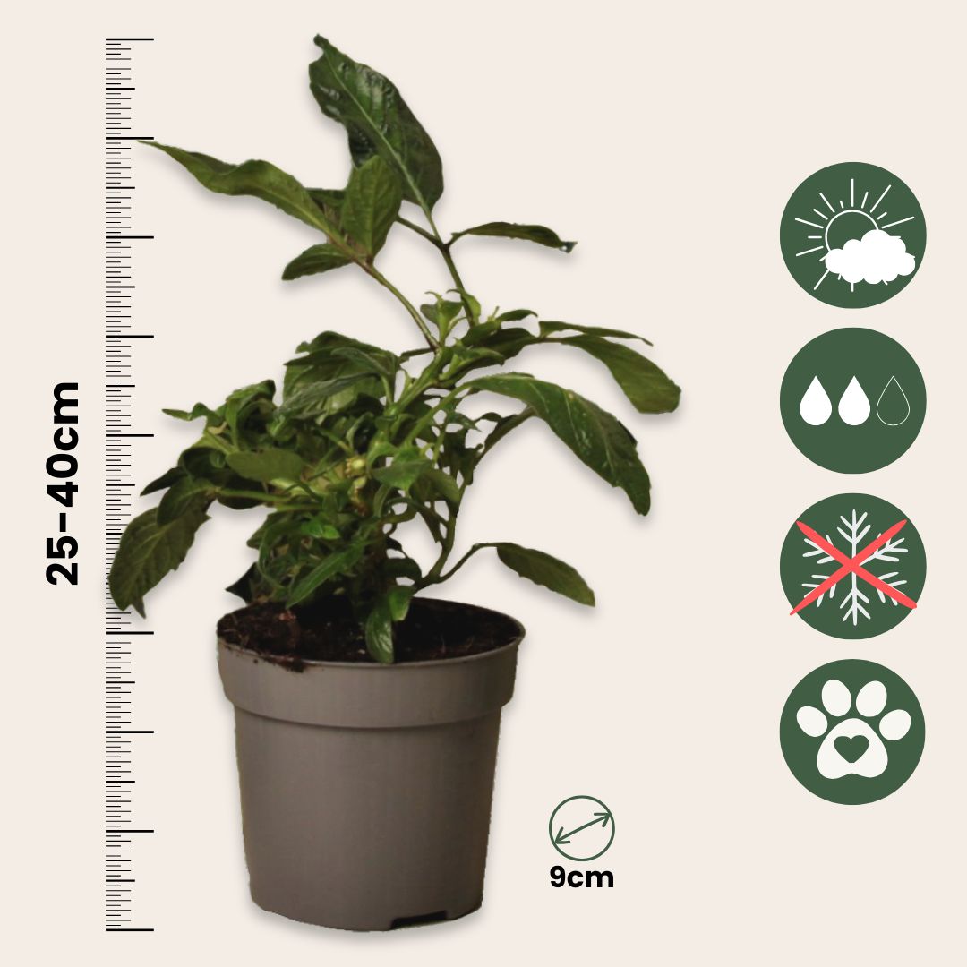 Pera Melón - 3 Pzs - Solanum Muricatum 'pepino Gold' - Altura 25-40cm - ⌀9cm_2