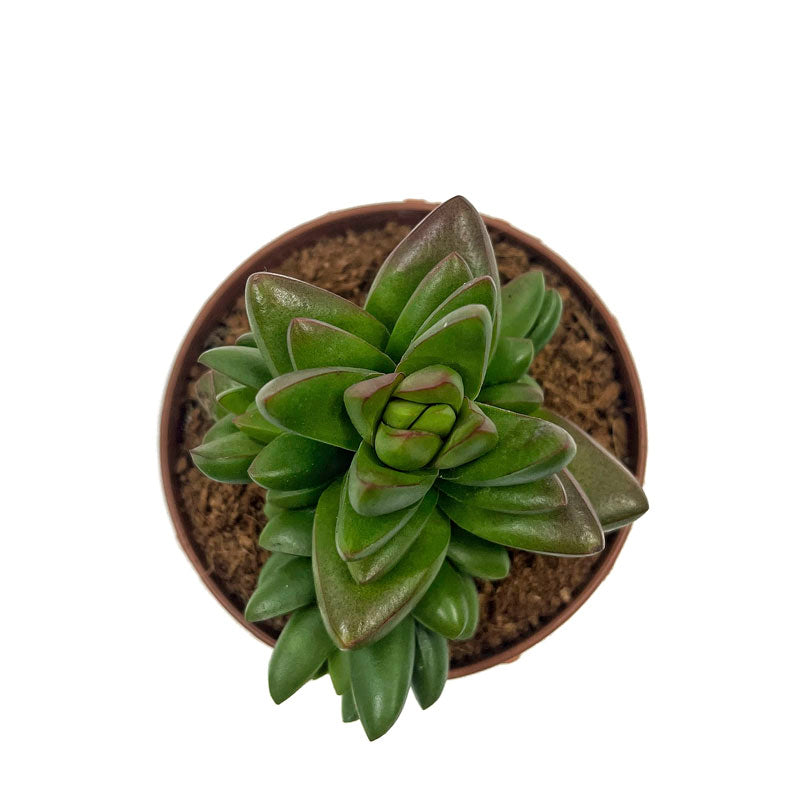 Crassula Ben Cactus Y Suculentas M8,5 cm Ø_1