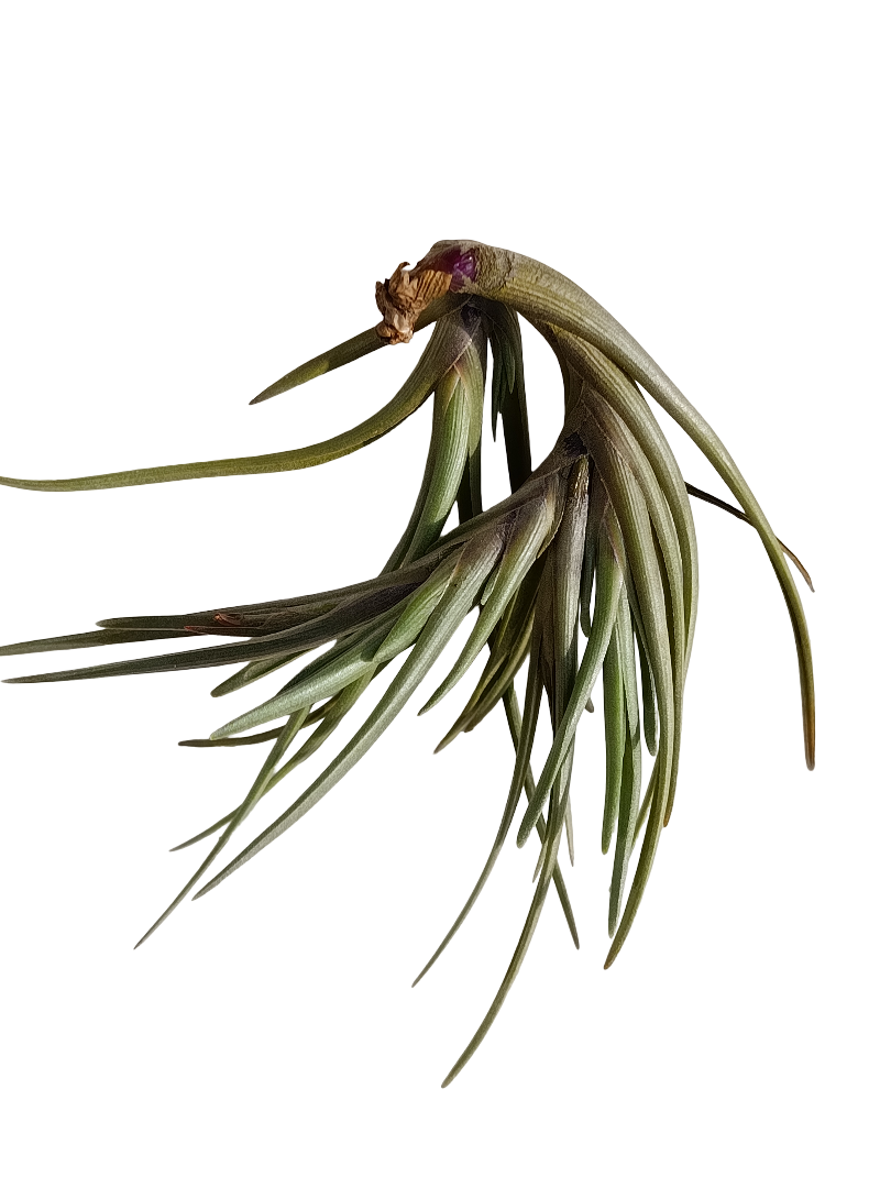 Tillandsia Albertiana Clavel Del Aire Planta Natural Epifita_0