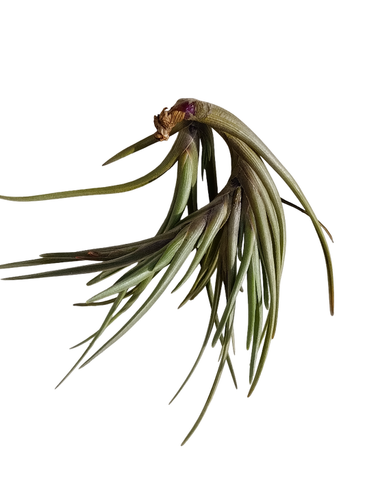 Tillandsia Albertiana Clavel Del Aire Planta Natural Epifita_0