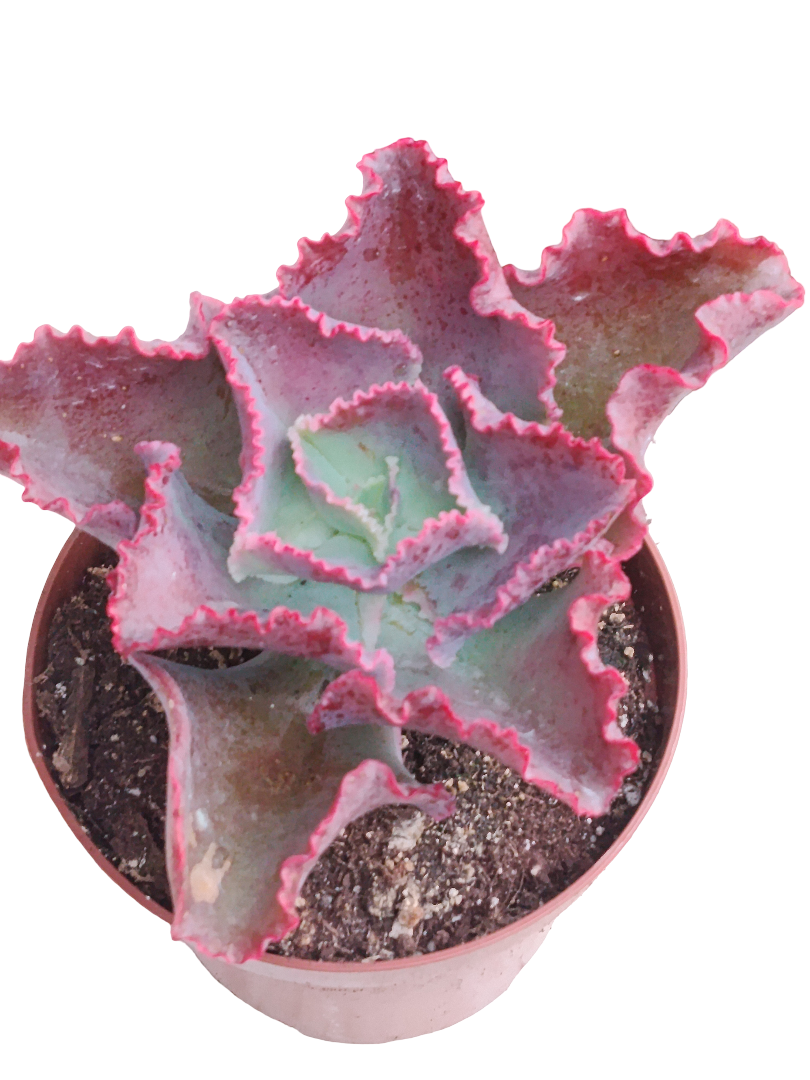 Echeveria First Lady Planta Suculenta Ø12 De Sol_0