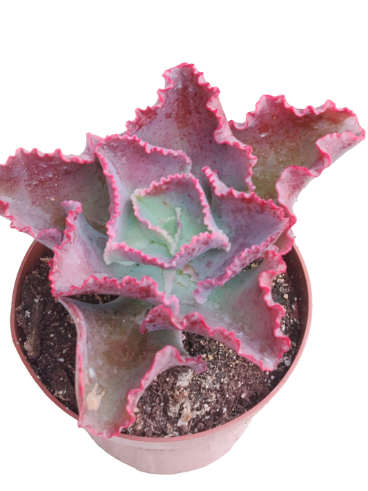 Echeveria First Lady Planta Suculenta Ø12 De Sol_0