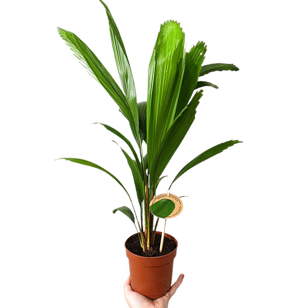 Licuala Grandis M12_0