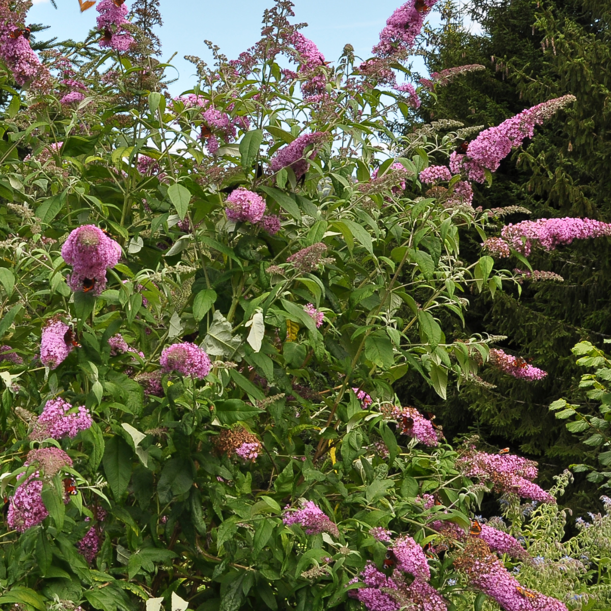 Arbusto De Las Mariposas - 3 Pzs - Buddleja 'pink' - Altura 25-40cm - ⌀9cm_1