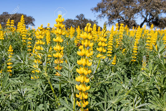 Semillas Mix Alfombra De Flores Ecológicas