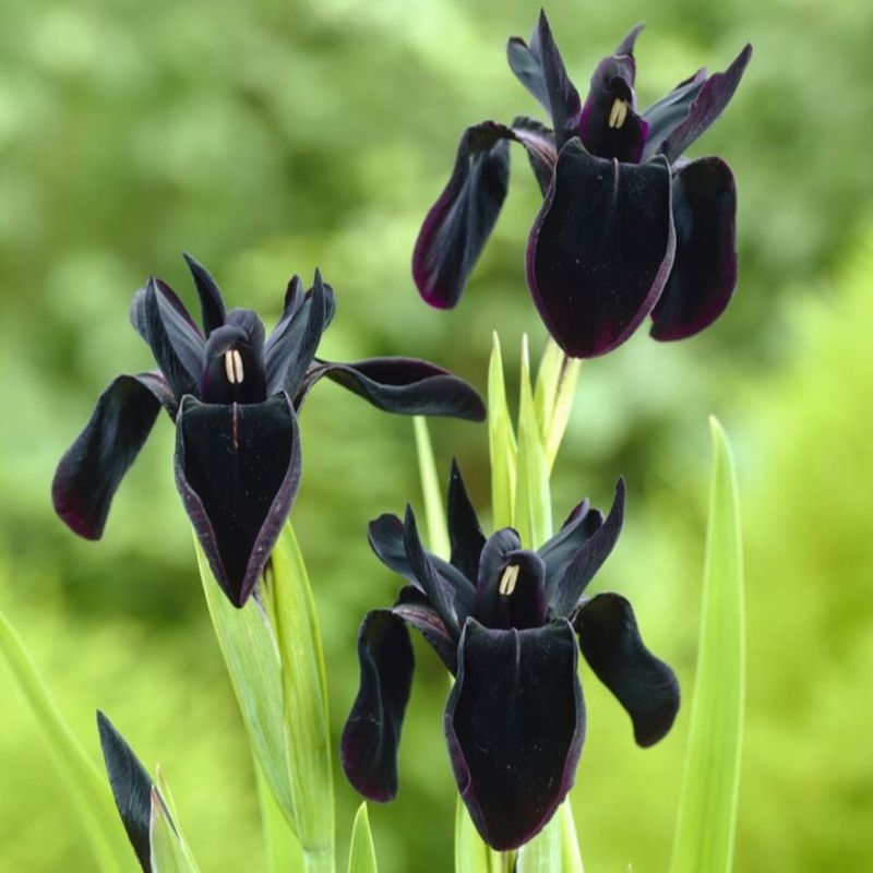1 Bulbo Iris Chrysographes 'black' Planta De Flor_0