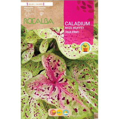 Caladium Miss Muffet tira folha bicolor, verde e rosa mosqueado