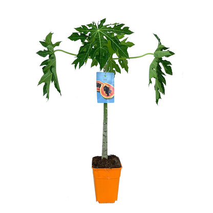 Papaya M26 120cm_0