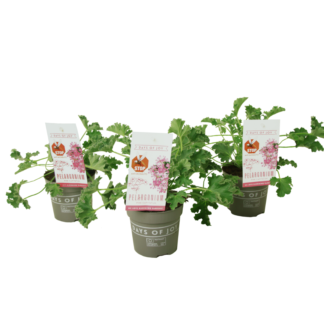 Geranio Real - 3 Pzs - Pelargonium 'pink Capitatum' - Altura 15-25cm - ⌀10cm_0